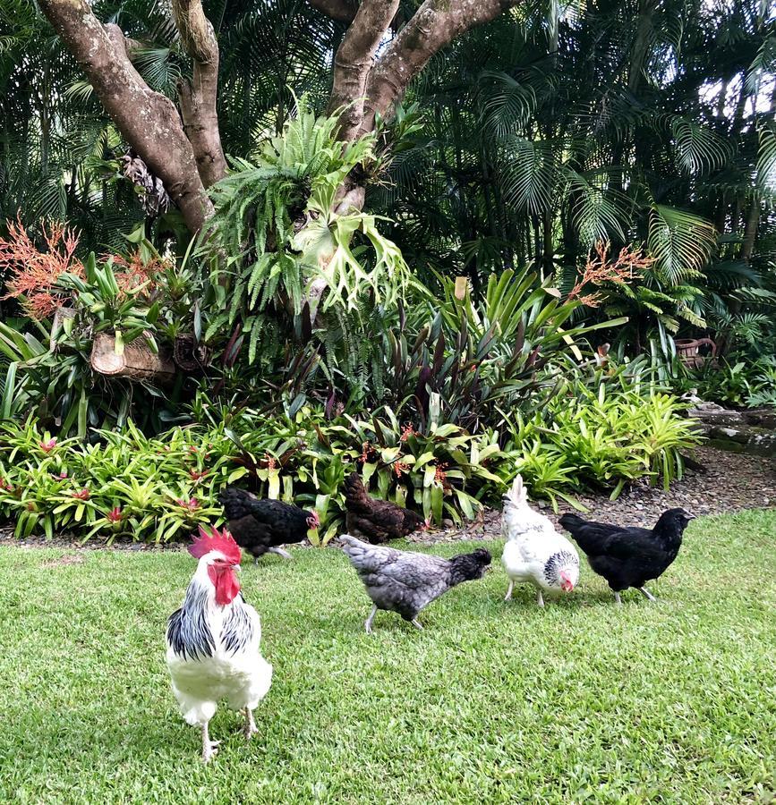 Bed and Breakfast Eden Rest Cooroy Exterior foto
